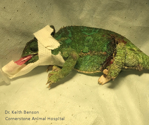 Chameleon Intubated with Catheter