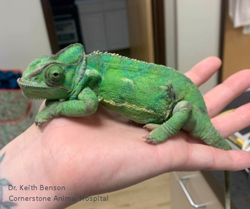 Bright green chameleon sitting in hand.