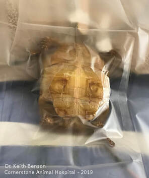 Turtle Under Anesthesia