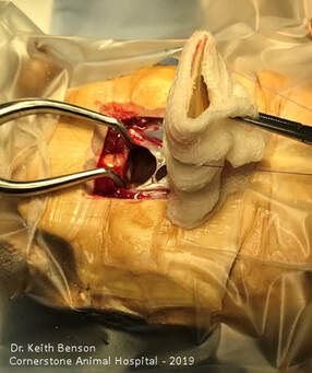Tortoise Surgical Incision Site