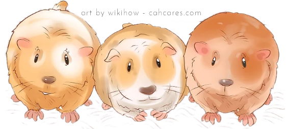 Three happy guinea pigs in a row.  Art from wikihow.com