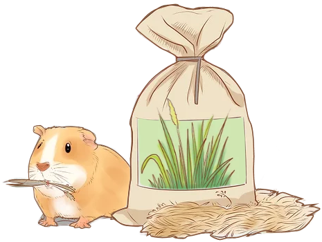 A guinea pig eating nutritious hay next to a fresh bag of timothy.  Image from wikimedia.com