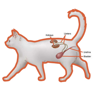 Cat Bladder and Kidneys