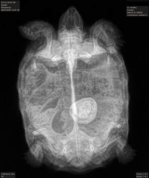 Tortoise Radiograph with Bladder Stone