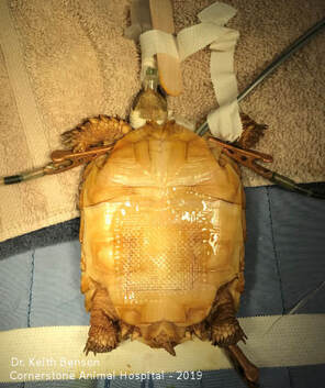 Tortoise on Surgery Table