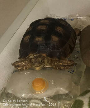 Turtle Resting on Heating Pad