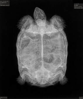 Radiograph of a Sulcata Tortoise
