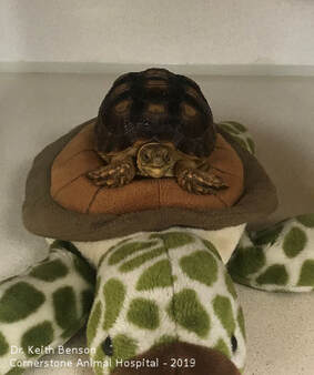 Tortoise Sitting on Stuffed Animal